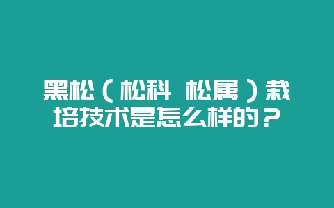 黑松（松科 松属）栽培技术是怎么样的？-会东网