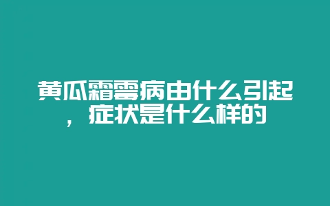 黄瓜霜霉病由什么引起,症状是什么样的插图 黄瓜霜霉病由什么引起,症状是什么样的插图