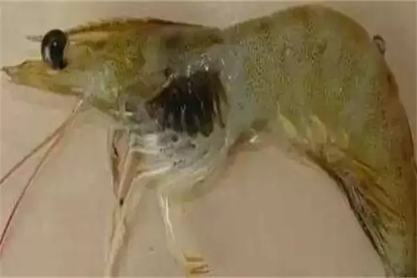南美白对虾菌类病及寄生虫病主要有哪些？-会东网