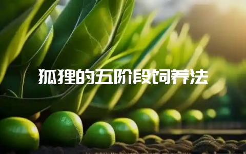狐狸的五阶段饲养法-会东网