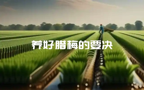 养好腊梅的要决-会东网