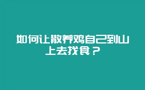 如何让散养鸡自己到山上去找食？-会东网