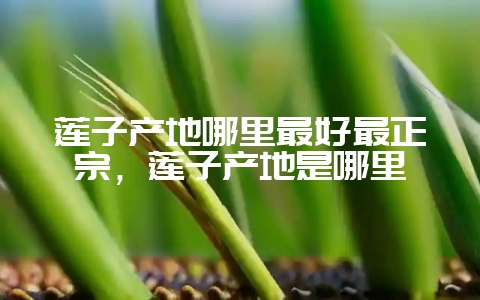 莲子产地哪里最好最正宗，莲子产地是哪里-会东网