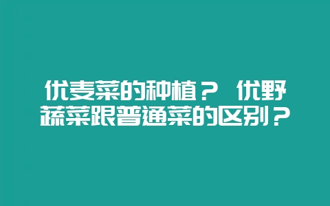 优麦菜的种植？ 优野蔬菜跟普通菜的区别？-会东网