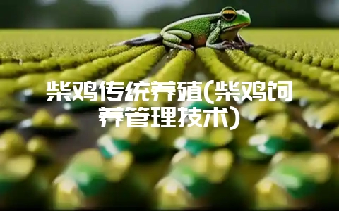 柴鸡传统养殖(柴鸡饲养管理技术)-会东网
