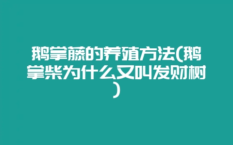 鹅掌藤的养殖方法(鹅掌柴为什么又叫发财树)插图 鹅掌藤的养殖方法(鹅掌柴为什么又叫发财树)插图