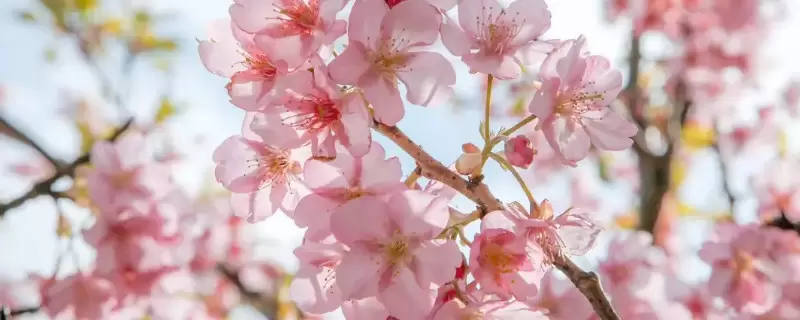樱花桃花杏花梨花的区别-会东网