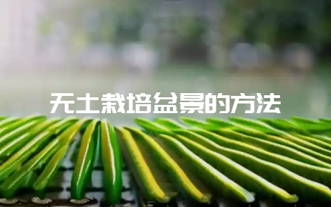 无土栽培盆景的方法-会东网