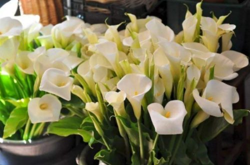 7种适合卧室养的植物插图2
