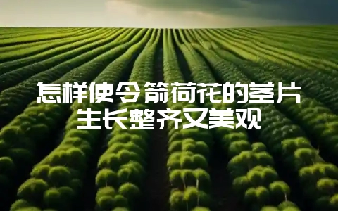 怎样使令箭荷花的茎片生长整齐又美观-会东网