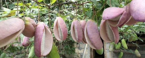 八月瓜种植技术及管理方法-会东网