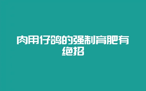 肉用仔鸽的强制育肥有绝招-会东网