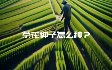 茶花种子怎么种？-会东网