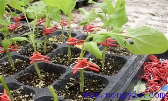 茄子嫁接的好处是什么 茄子嫁接用什么做砧木品-会东网