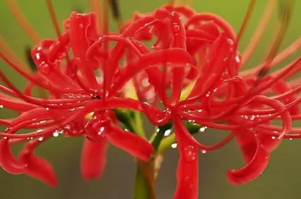 曼陀罗花的功效与禁忌-会东网