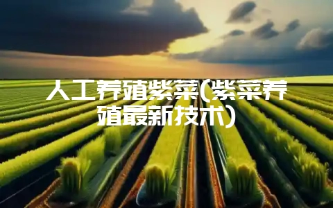 人工养殖紫菜(紫菜养殖最新技术)-会东网