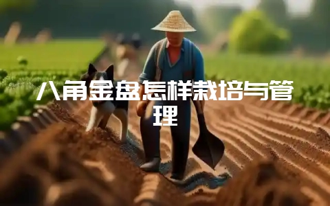 八角金盘怎样栽培与管理-会东网