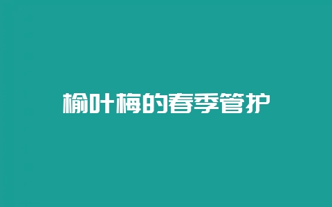 榆叶梅的春季管护插图 榆叶梅的春季管护插图