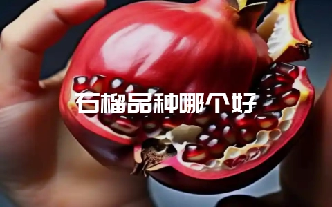 石榴品种哪个好-会东网