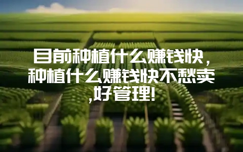 目前种植什么赚钱快，种植什么赚钱快不愁卖,好管理!-会东网