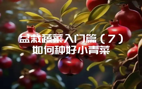 盆栽蔬菜入门篇（7）如何种好小青菜-会东网