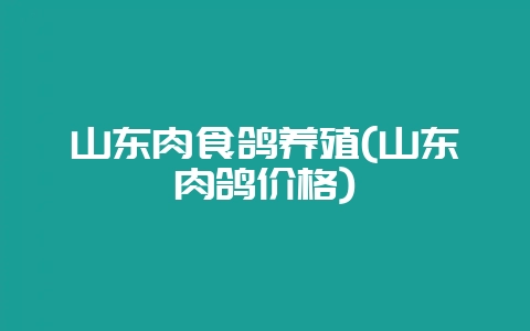 山东肉食鸽养殖(山东肉鸽价格)-会东网
