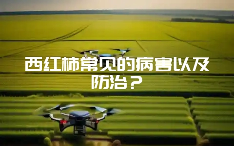 西红柿常见的病害以及防治？-会东网