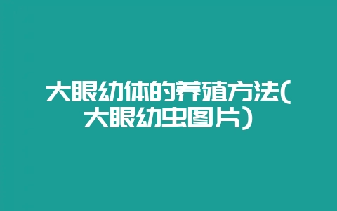 大眼幼体的养殖方法(大眼幼虫图片)-会东网