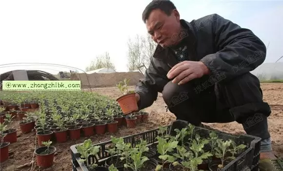 菊花的繁殖方式与方法介绍-会东网