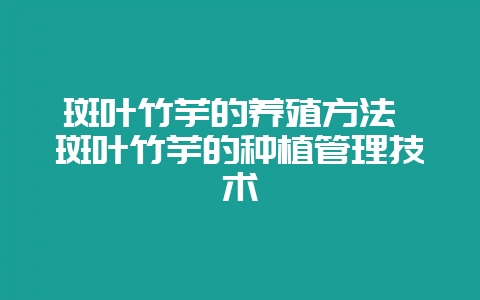 斑叶竹芋的养殖方法 斑叶竹芋的种植管理技术-会东网