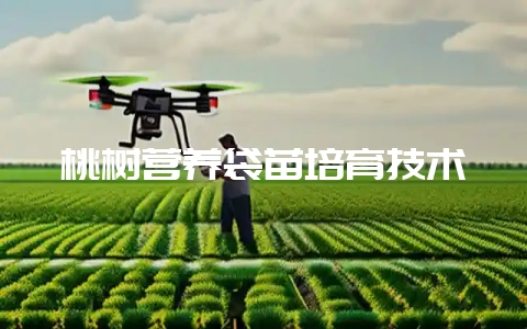 桃树营养袋苗培育技术-会东网