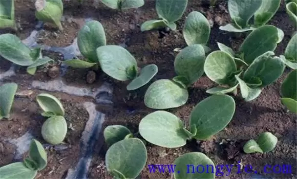 蜜本南瓜种植技术要点 蜜本南瓜的定植密度-会东网