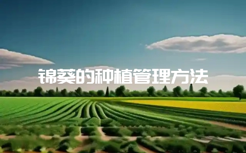 锦葵的种植管理方法-会东网