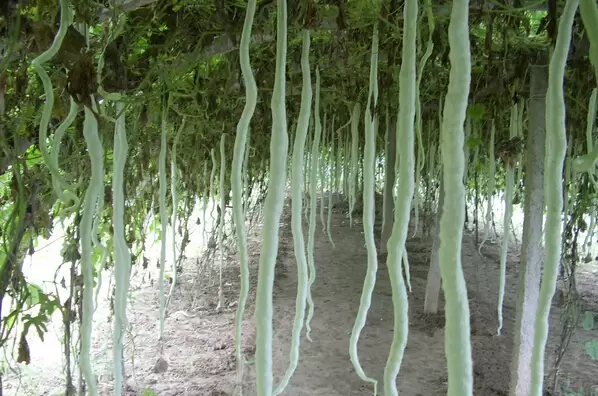 蛇豆的种植方法图解-会东网