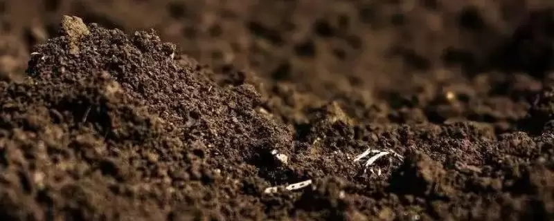 羊粪肥可以直接放花盆表面吗-会东网