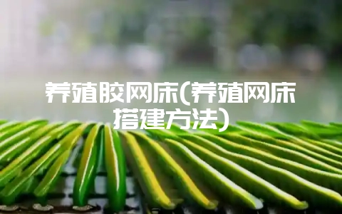养殖胶网床(养殖网床搭建方法)-会东网