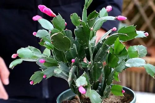 7种适合卧室养的植物插图1