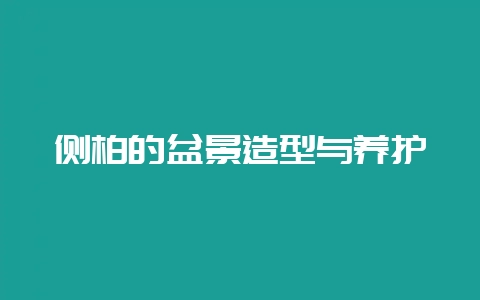 侧柏的盆景造型与养护-会东网