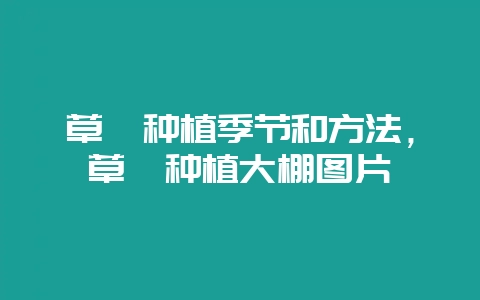 草莓种植季节和方法，草莓种植大棚图片-会东网