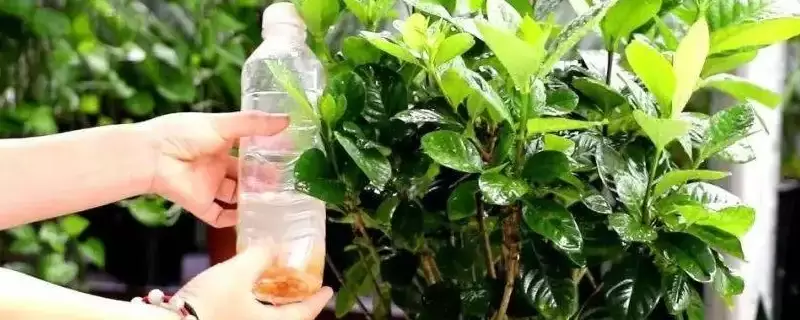 硫酸亚铁可以浇哪些植物-会东网