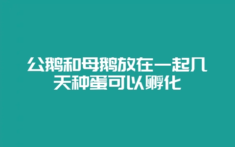 公鹅和母鹅放在一起几天种蛋可以孵化-会东网