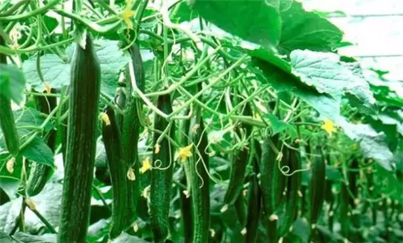 黄瓜栽培管理技术要点-会东网