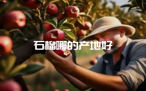 石榴哪的产地好-会东网