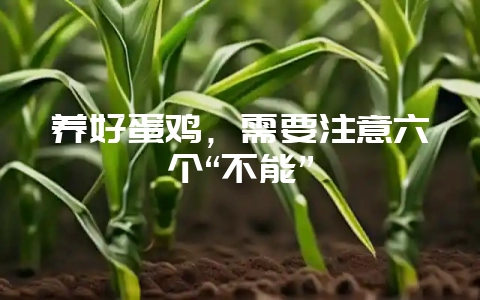 养好蛋鸡,需要注意六个“不能”插图 养好蛋鸡,需要注意六个“不能”插图