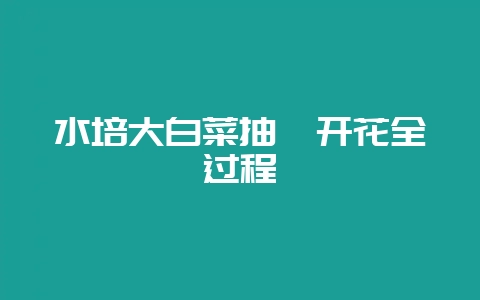 水培大白菜抽薹开花全过程-会东网