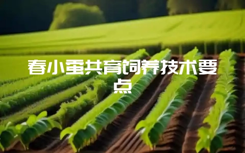 春小蚕共育饲养技术要点-会东网