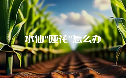 水仙“哑花”怎么办-会东网