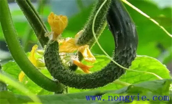 黄瓜畸形瓜形成的原因是什么 黄瓜畸形瓜防治方-会东网