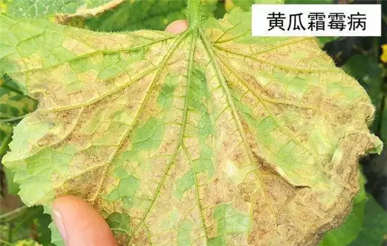 黄瓜病虫害防治：黄瓜霜霉病、白粉病、红蜘蛛-会东网