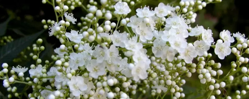 雪柳放在客厅可以吗-会东网